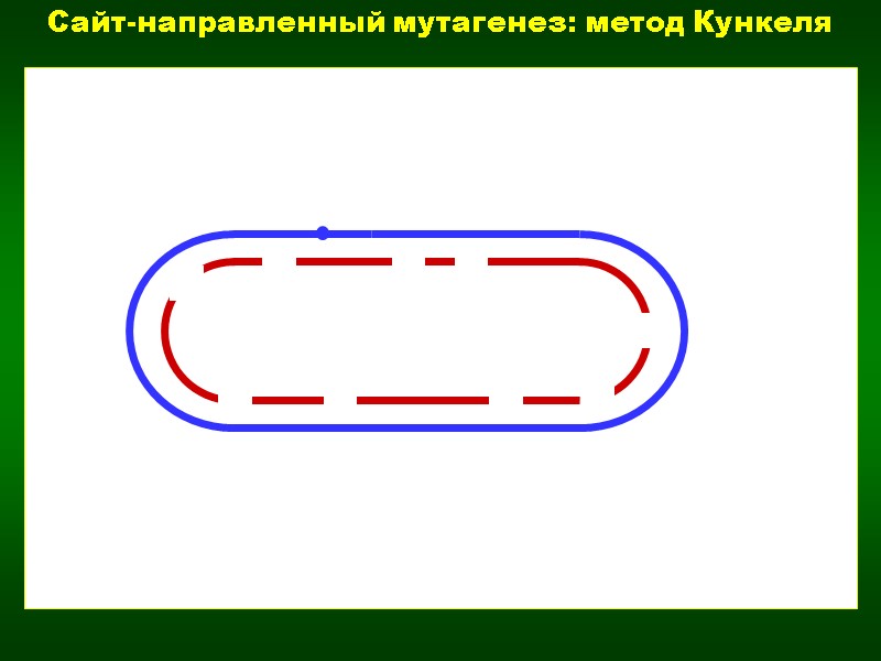 U U U U U U U U U Сайт-направленный мутагенез: метод Кункеля